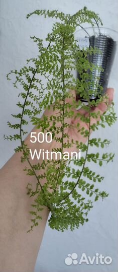 3 Разные Папоротники нефролеписы