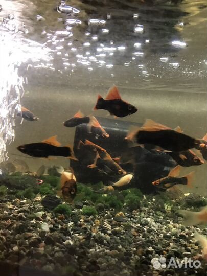 Меченосцы флаговые, вильчатые