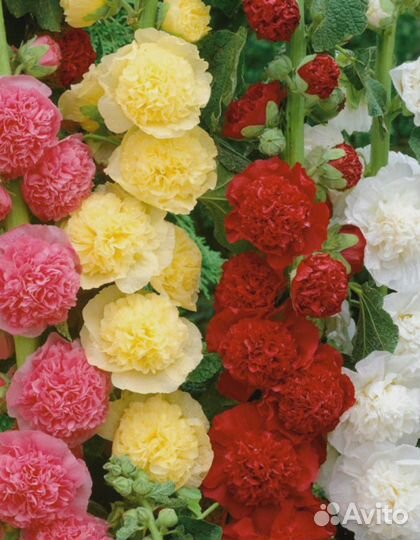 Шток роза Гламур смесь 0,1 гр