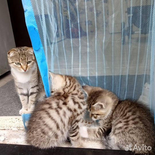 Два кота 2 месяца, отдам