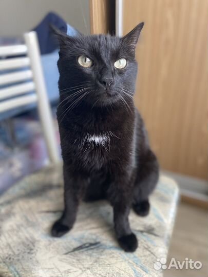 Черная кошка