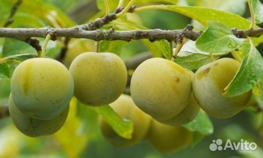 Слива саженцы сортовые 
