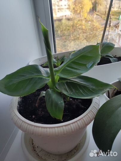 Банан комнатный (малыши)