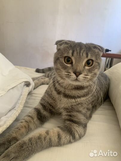 Британский кот вязка