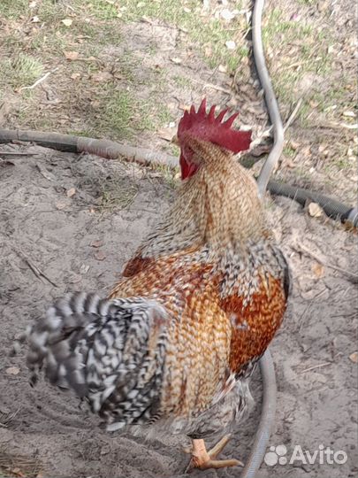 Петух билефельдер