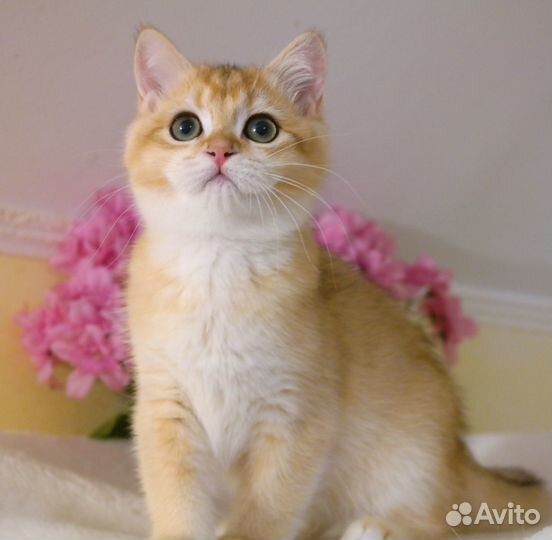 Роскошь золота