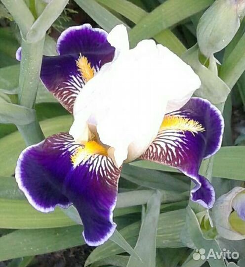 Ирисы бородатые