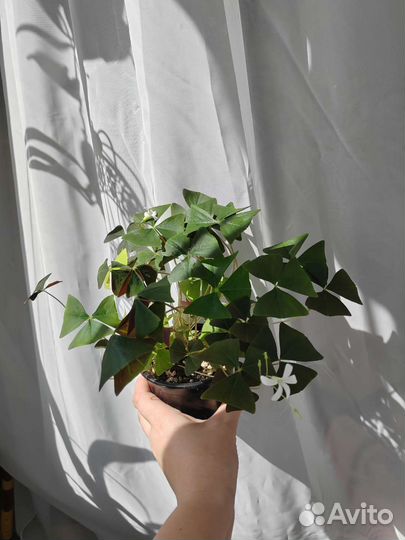 Оксалис кислица