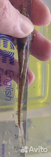 Номерные L-сомы: Стурисомы, Ототиропсис