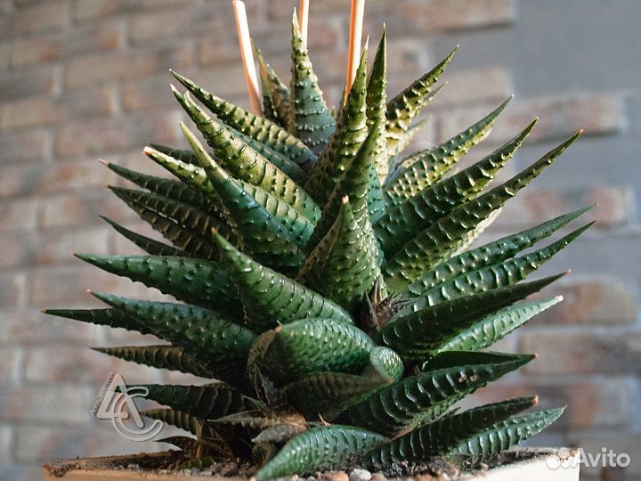 Хавортия лимолистная