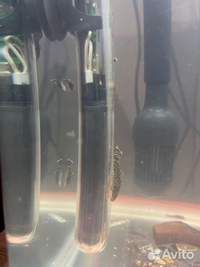 Мальки сома анцитруса, 3-4 см