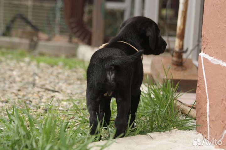 Щенки лабрадора черные