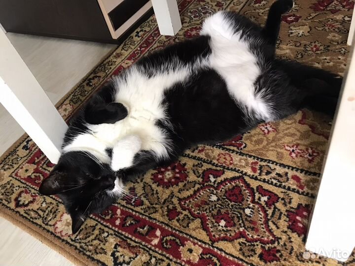 Передержка кошек