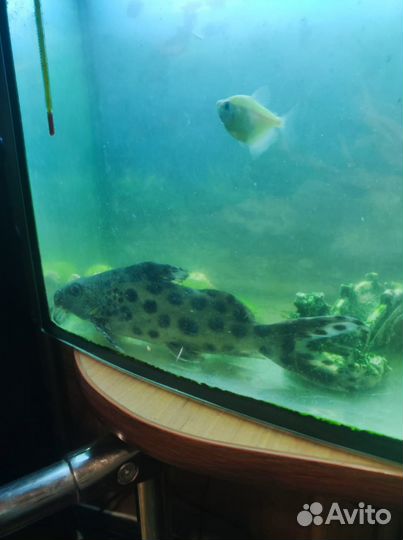 Аквариумные рыбки сомики