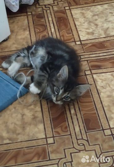 Отдам котенка в добрые руки