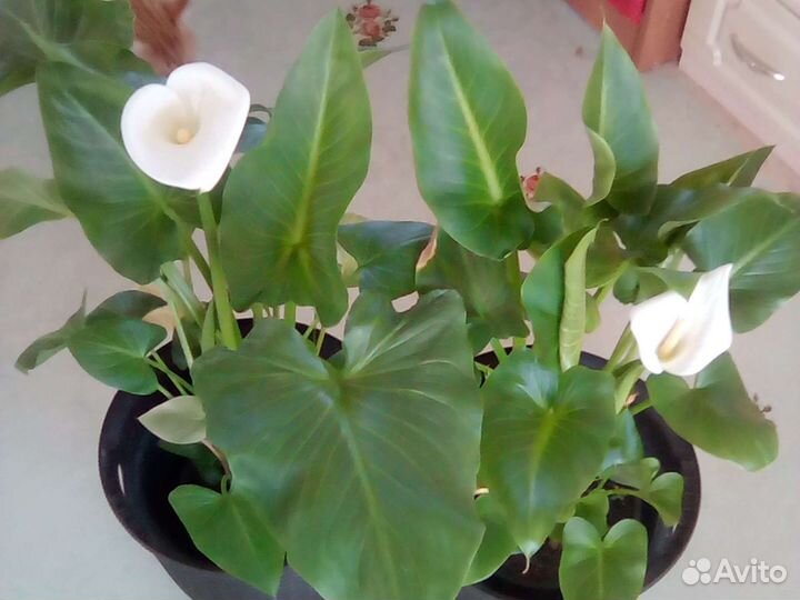 Калла эфиопская урожай 2023 года