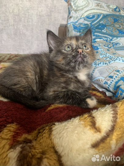 Милые котята