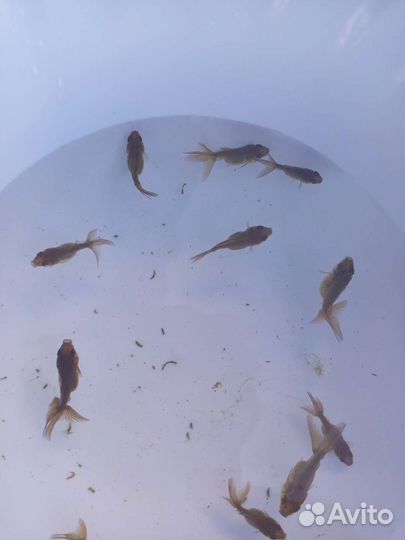 Аквариумные золотые рыбки