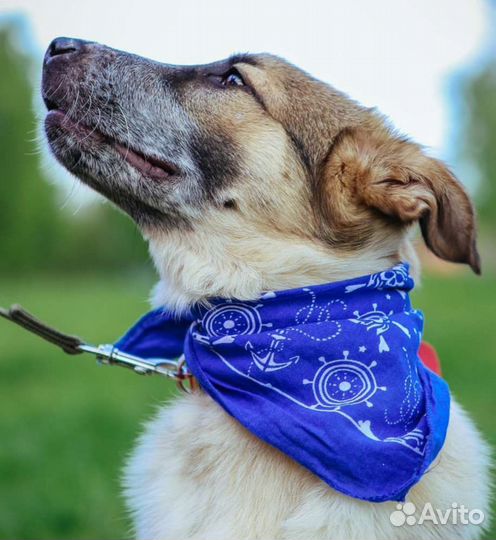 Милый пёс Микс в добрые руки