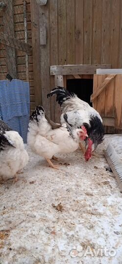 Инкубационное яйцо