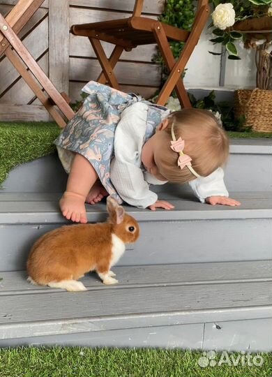 Декоративные кролики. Ручные и чистоплотные