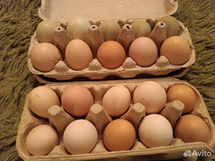 Домашние куриные яйца