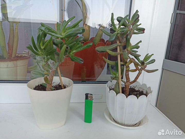 Красула толстянка хоббит Голлум