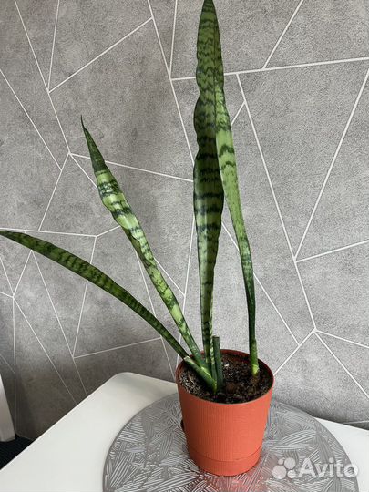 Эписция, традесканция нанук, сансевиерия