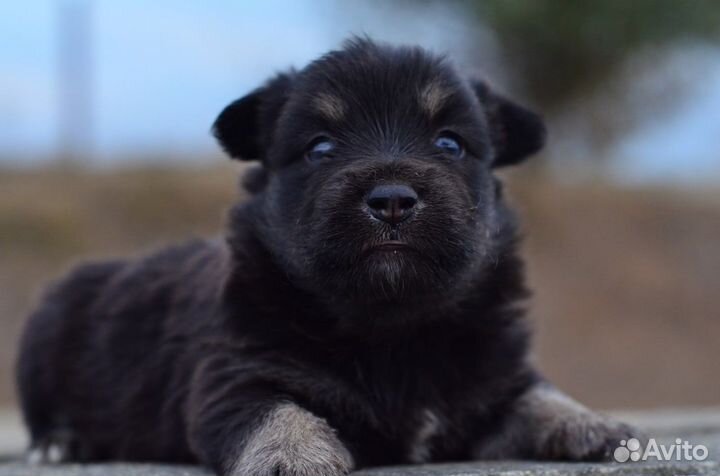 Милые щеночки