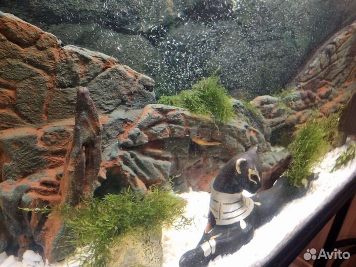 Аквариум с тумбой juwel