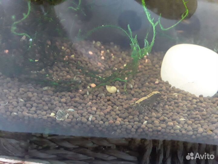 Лимонник людвигия супер рэд мини креветки черри