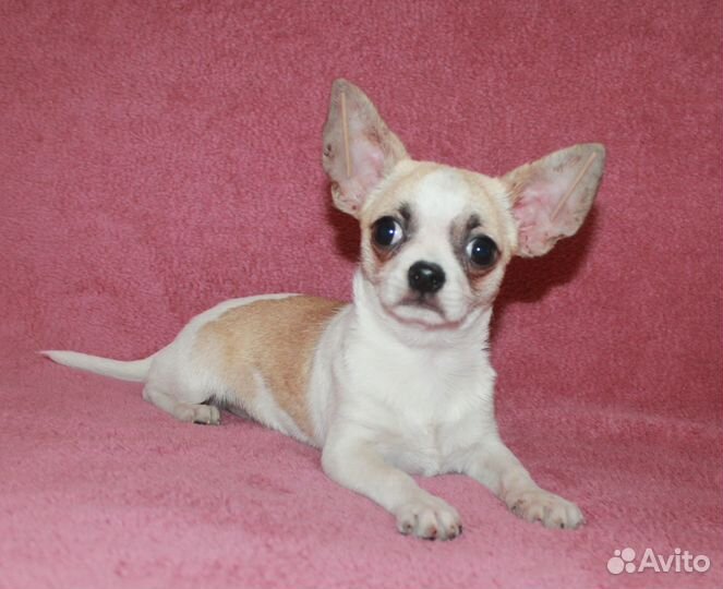 Мальчик чихуахуа бело крем. окраса