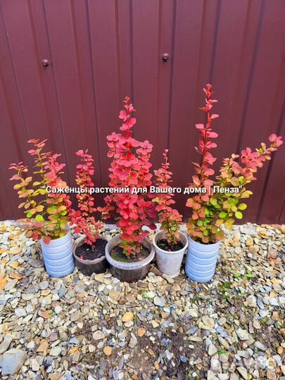 Растения для Вашего дома и сада