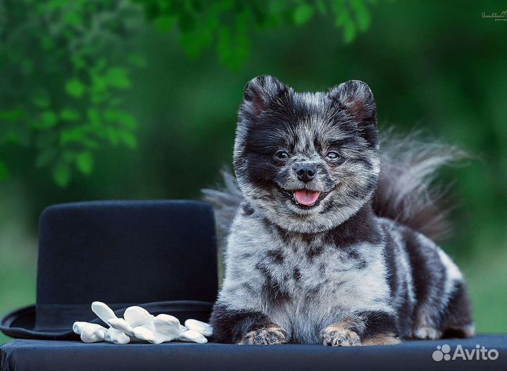 Померанский шпиц. Женихи