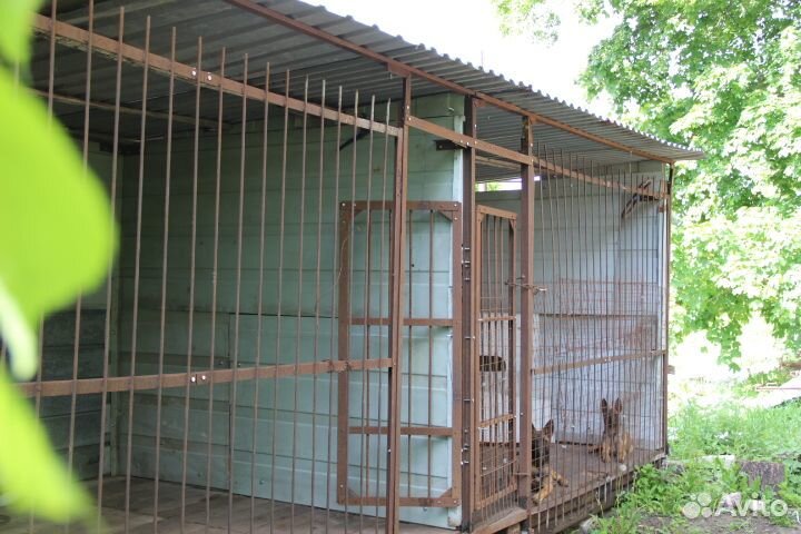 Дрессировка и передержка собак