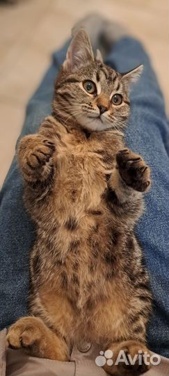 Котёнок