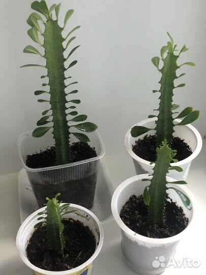 Фикусы, плющ, традесканция