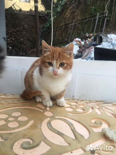 Кошки в добрые руки бесплатно