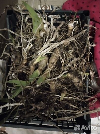 Ирисы бородатые