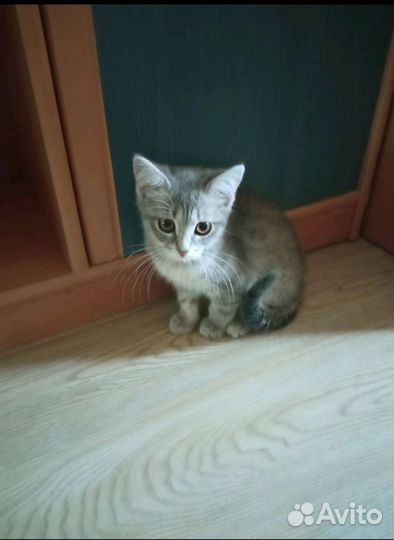 Котенок в дар