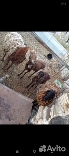 Гисарские бараны