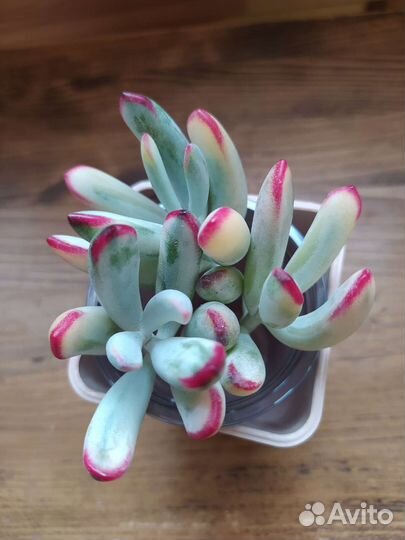 Суккуленты