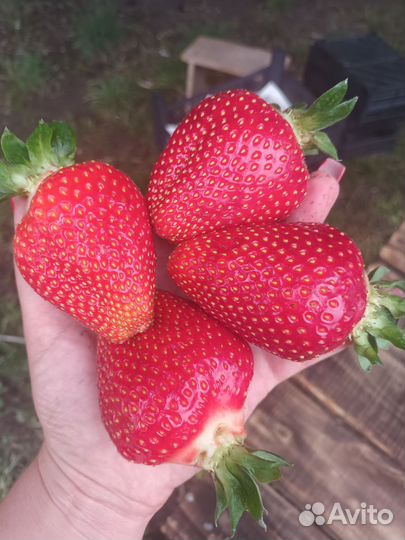 Кому надо ячмень