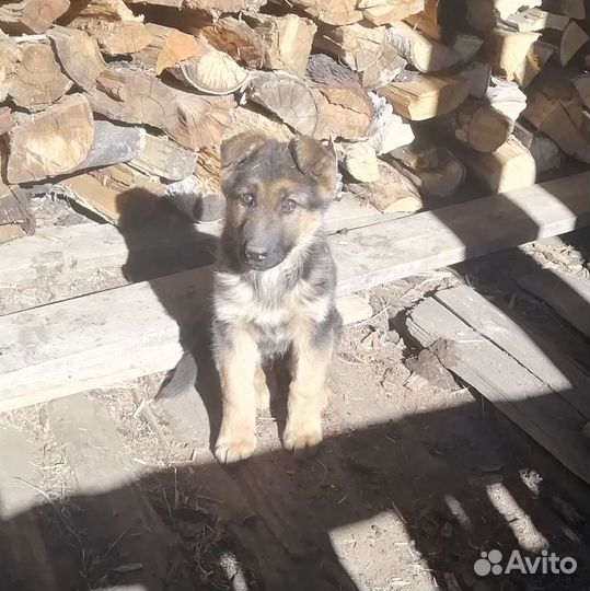 Немецкая овчарка продам