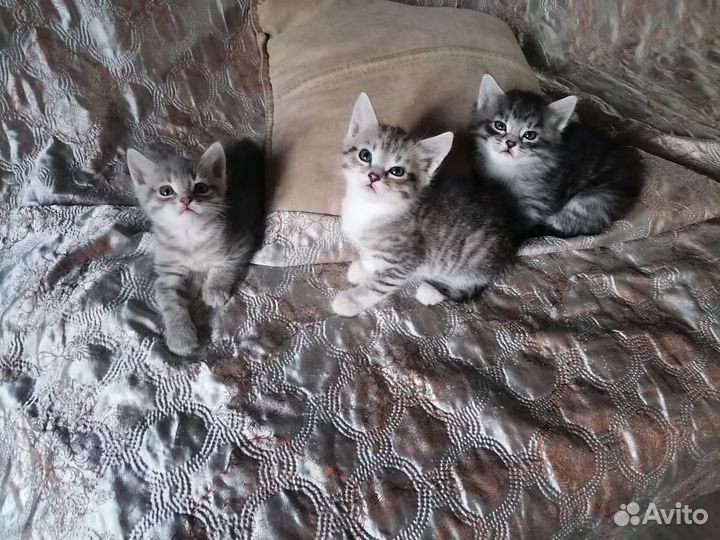 Котята