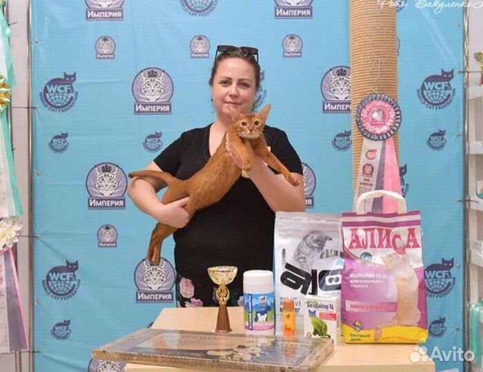 Абиссинские котята