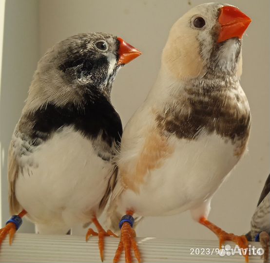 Амадины зебровые и японский