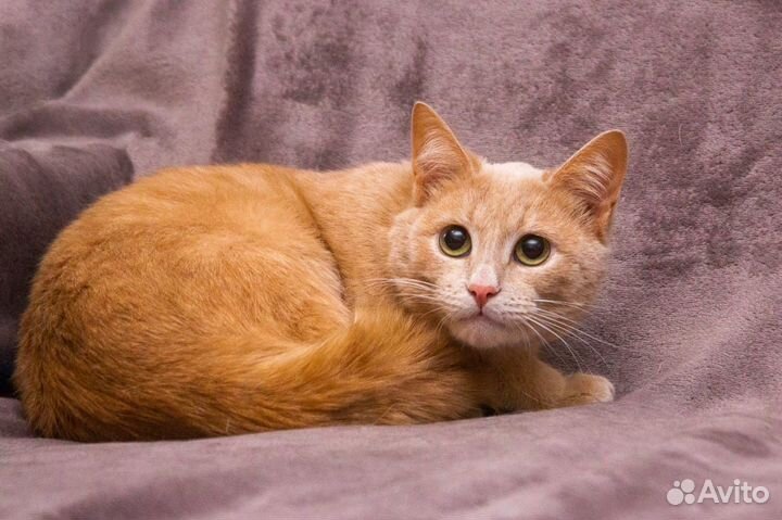 Рыжий котик ищет дом
