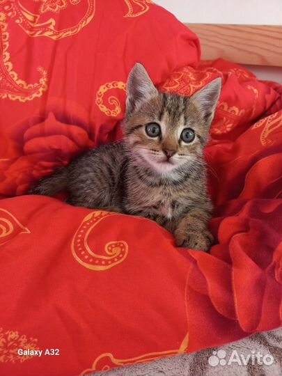 Котик - умный мальчик