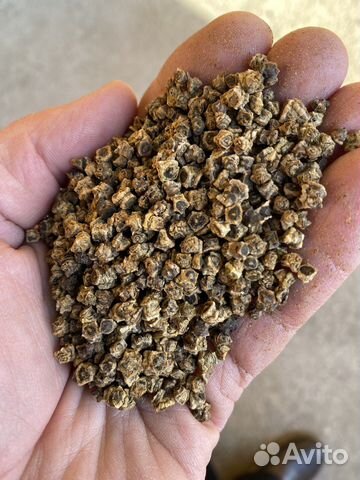 Кормовая свёкла Бригадир семена